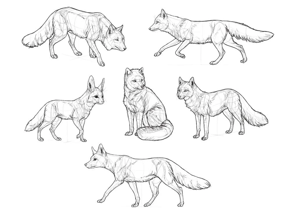 Drawing:1enzi6g2cvg= Fox – A Comprehensive Guide to Developing Your Drawing Skills for Foxes